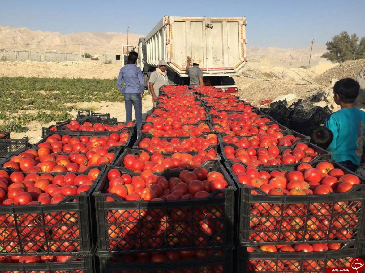 وضعیت قرمز بازار گوجه فرنگی در ارومیه، باز هم وعده اصلاح بازار توخالی بود