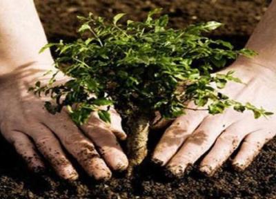 راه اندازی پویش مردمی برای بذرکاری و احیای 3 هزار هکتار از جنگل های زاگرس