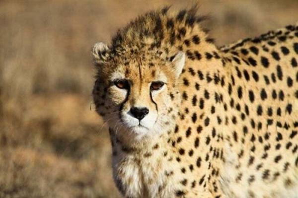 واکنش محیط زیست به ماجرای سیگاری شدن یوز ایرانی واکنش محیط زیست به ماجرای سیگاری شدن یوز ایرانی