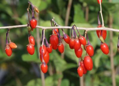 گوجی بری؛ از چشم های سالم تا بهبود افسردگی، اضطراب و خواب