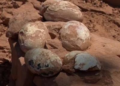 کشف شگفت انگیز لانه دایناسور با تخم های درونش، عکس